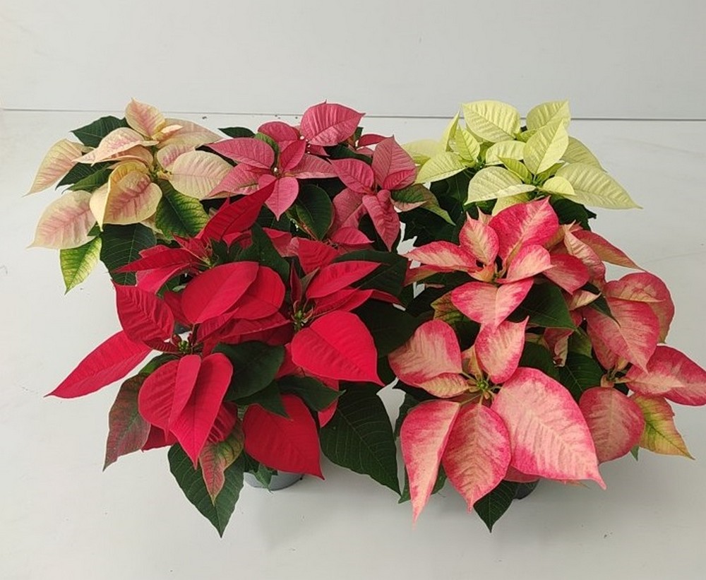 Poinsettia_diam